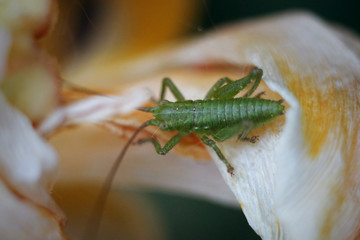 green grasshopper on a leaf