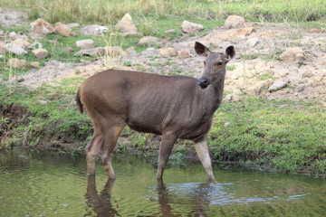 sambhar deer grazing and drinking water in a small pond.