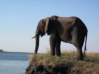 Fototapeta na wymiar Elefant im Chobe Nationalpark, Botswana