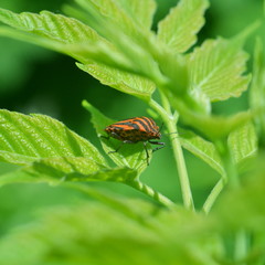 Red striped bedbug sitting on a green plant close-up