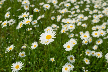 Fototapeta premium Glade of daisies. Beautiful wild flowers. Summer background image.