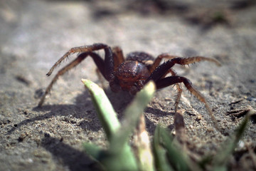 flower spider