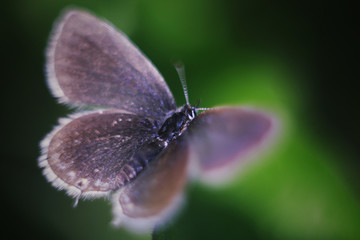 butterfly on a leaf