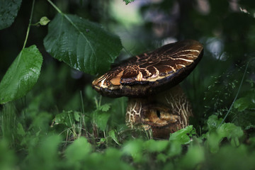 great mushroom