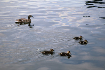 ducks on the lake