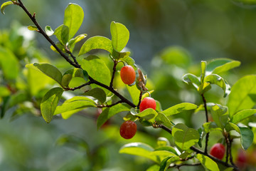 Fruit of silverberry, on the branch