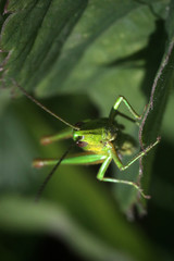 Fototapeta premium green grasshopper