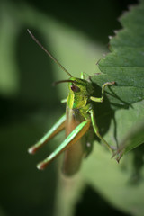 green grasshopper