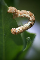 caterpillar on a leaf