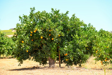 Fototapeta na wymiar Algarve - Orangenplantage (06/2019)