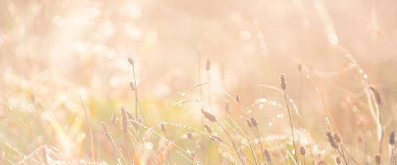 Morning meadow - fresh grass, raindrops, spider webs, sunlight background, the nature background