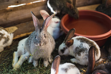 Naklejka premium Breeding a large group of rabbits in a small shed.