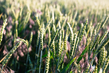 Green wheat on the field. Plant, nature, rye.