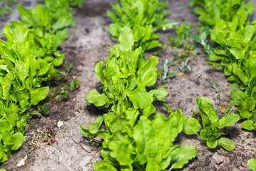 The first spring sorrel in the garden