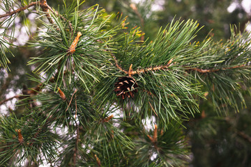 Pine cone on a branch