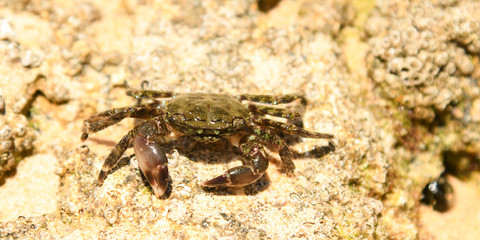 Algarve - Krabbe am Strand von 