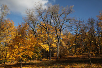 Autumn landscape with deciduous foliage.