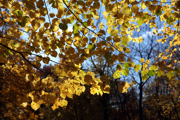 Autumn leaves in the sunlight.