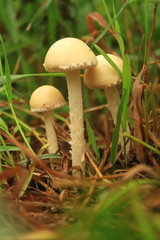 ripe mushroom in the forest