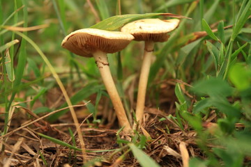 ripe mushroom in the forest