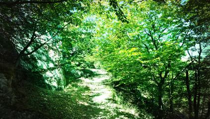 Mountain path among the deciduous forest