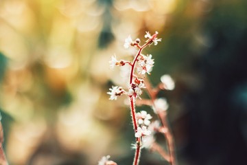 branch with white flowers