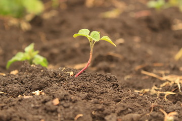 young seedlings in the garden