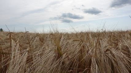 Fototapeta premium Getreidefeld