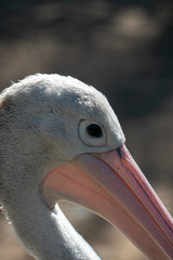 close up of a head of Cereopsis novaehollandiae - Cape Barren goose