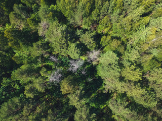 Green mixed forest with the height of the quadcopter
