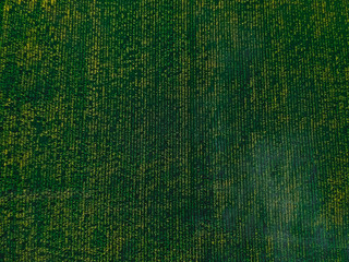 Corn field from the height of summer