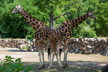 two giraffes in the zoo