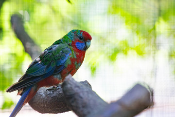 colorful parrot on a branch