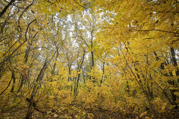 Autumn.trees with yellow leaves in the forest.