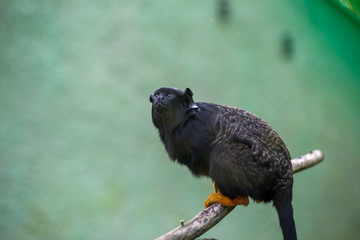 little black monkey on a branch