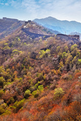 Vertical panoramic view of the Mutianyu section of the Great Wall of China, surrounded by green and yellow vegetation under a clear sky.