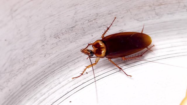 Brown cockroaches in glass bottles
