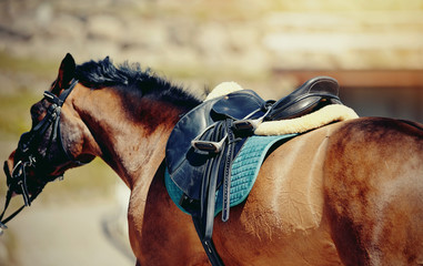 Saddle with stirrups on a back of a horse