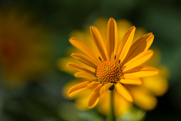 Allphotokz Flowers 20140818 1041 5DM3