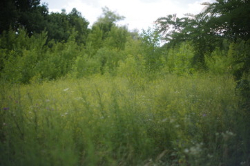 forest in spring