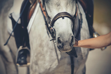 Nose sports gray horse in the bridle. Dressage horse.