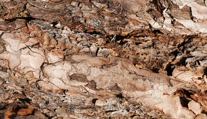 Embossed texture of the brown bark of a tree. Tree bark background