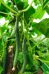 Green cucumbers in the greenhouse