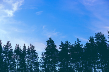 Sky with clouds and the tops of coniferous forest