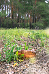 Brown plastic bottle on the ground in a pine forest.