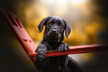 chien labrador croisé sur chaise