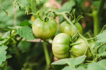 Green tomatoes in the greenhouse