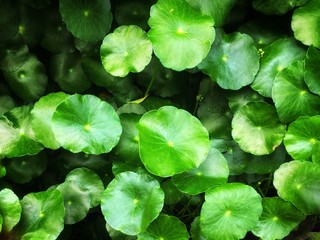 Fototapeta na wymiar Green water pennywort leaves in the pond, green leaf background