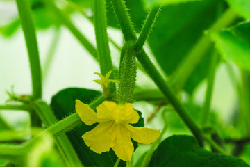 Green cucumbers in the greenhouse