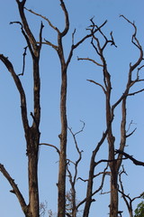 abandoned tree or dried tree